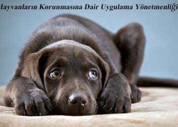 Hayvanların Korunmasına Dair Uygulama Yönetmenliği