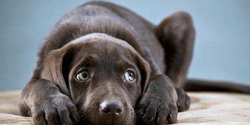 Hayvanların Korunmasına Dair Uygulama Yönetmenliği