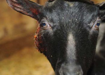 Keçilerde Çıban, Caseous lymphadenitis (CLA)