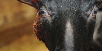 Keçilerde Çıban, Caseous lymphadenitis (CLA)