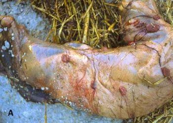 Koyunlarda Yavru Atma Etkenleri