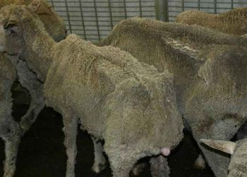 Koyunlarda Paratuberculosis