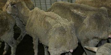 Koyunlarda Paratuberculosis