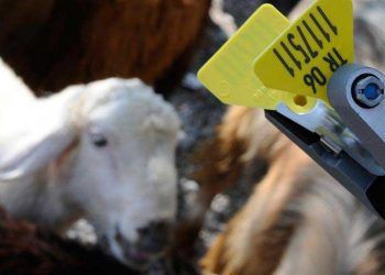 Aşı ve küpe uygulama ücretleri 1 kuruş olacak