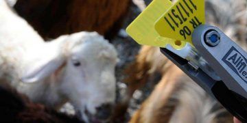 Aşı ve küpe uygulama ücretleri 1 kuruş olacak