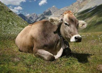 Sığır Bovine Tüberkülozu Yönetmenliği