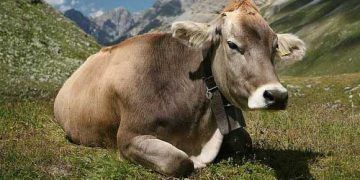 Sığır Bovine Tüberkülozu Yönetmenliği