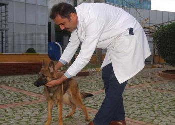 İstanbul'da yaklaşık 4 bin sokak hayvanı yuvaya kavuştu