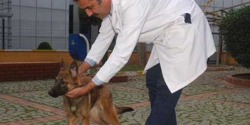 İstanbul'da yaklaşık 4 bin sokak hayvanı yuvaya kavuştu