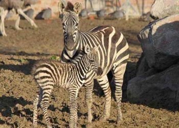 İzmir Doğal Yaşam Parkı'nda yavru zebra sevinci