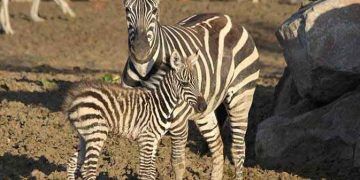 İzmir Doğal Yaşam Parkı'nda yavru zebra sevinci