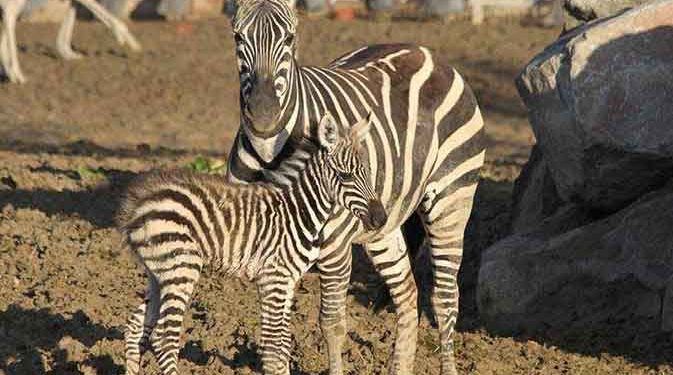 İzmir Doğal Yaşam Parkı'nda yavru zebra sevinci