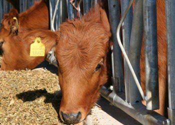 Yerli sığır ırklarına kapsamlı koruma