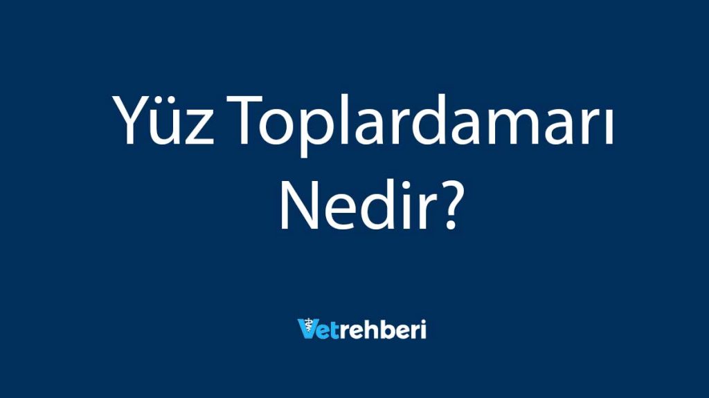 Yüz Toplardamarı Nedir?