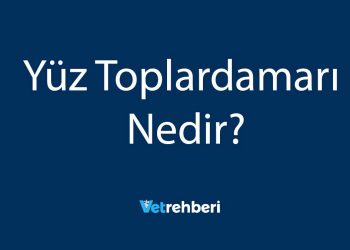Yüz Toplardamarı Nedir?