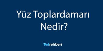 Yüz Toplardamarı Nedir?