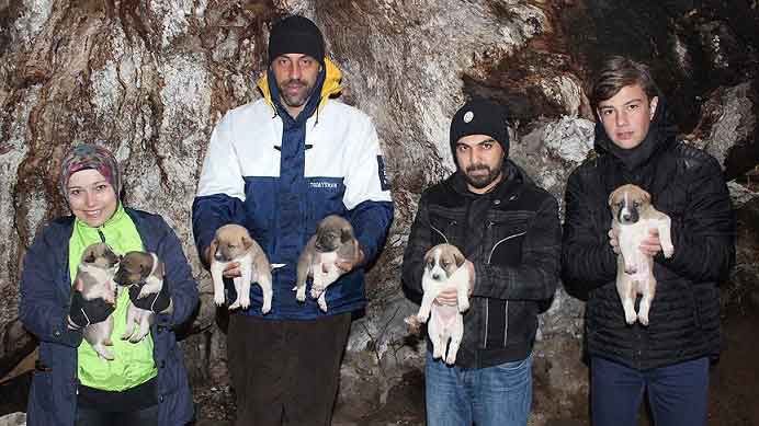 800 yıllık çınarın kovuğu 8 yavru köpeğe barınak oldu