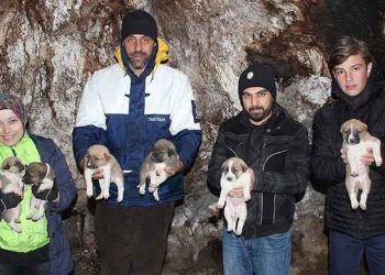 800 yıllık çınarın kovuğu 8 yavru köpeğe barınak oldu