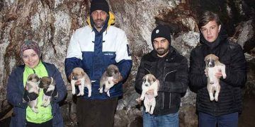 800 yıllık çınarın kovuğu 8 yavru köpeğe barınak oldu