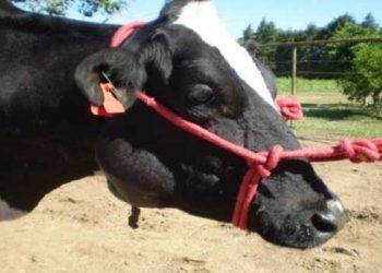 Sığırlarda Aktinomikoz