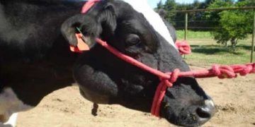 Sığırlarda Aktinomikoz