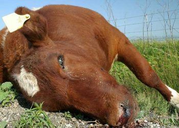 Sığırlarda Basiller İkterohemoglobinüri