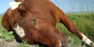 Sığırlarda Basiller İkterohemoglobinüri