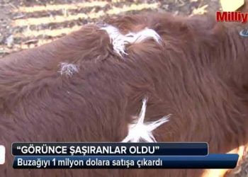 Buzağıyı 1 milyon dolara satışa çıkardı