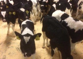 Buzağı Ölümlerinin Azaltmaya Yardımcı Bazı Yöntemler