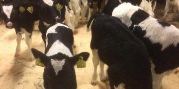 Buzağı Ölümlerinin Azaltmaya Yardımcı Bazı Yöntemler