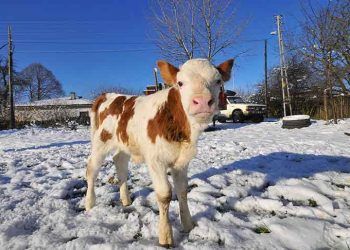 Buzağı ölümleri azaltılıp ithal etin önüne geçilecek