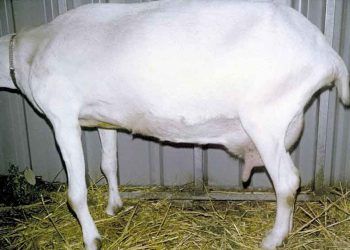 Keçilerde Kronik Topallık ve Zayıflık