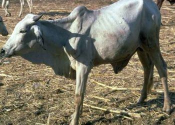 Contagious Bovine Pleuropneumonia (CBPP)