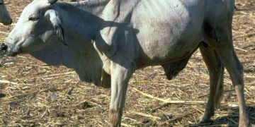 Contagious Bovine Pleuropneumonia (CBPP)