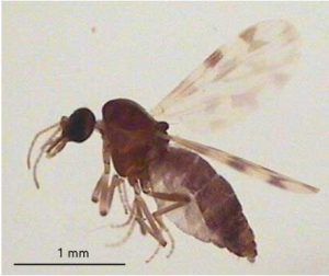 Culicoides türü sokucu sinekler