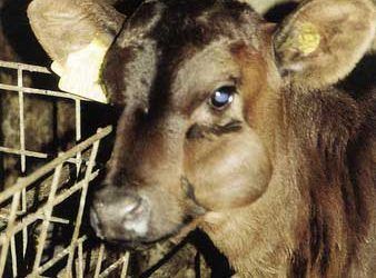 Sığırlarda Dana Difterisi (Nekrobasillozis)