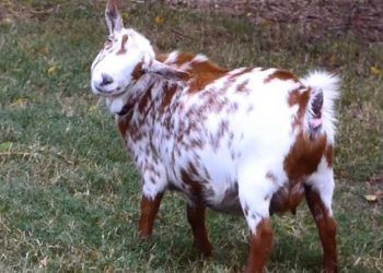 Keçilerde Listeriosis