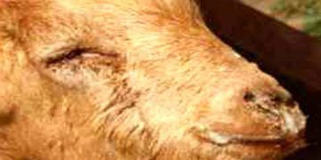 Keçilerde Pasteurella