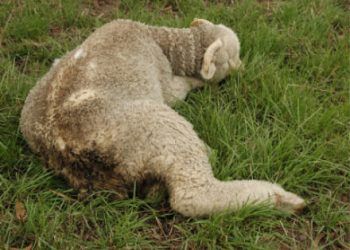 Koyunlarda Kara Hastalık