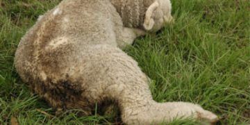 Koyunlarda Kara Hastalık