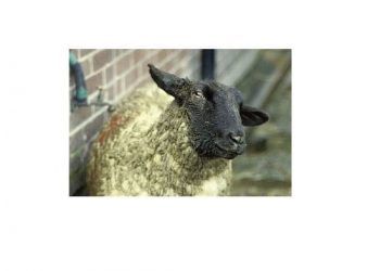 Koyunlarda Listeriosis