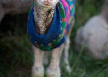 Koyunlarda Pasteurella