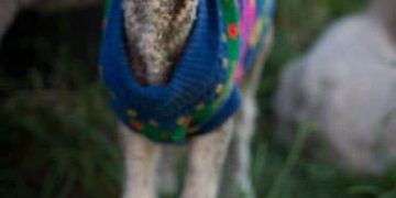 Koyunlarda Pasteurella