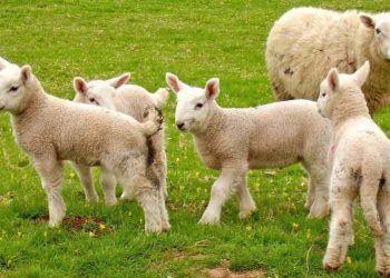 Kuzu Kayıplarının Önlenmesi
