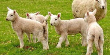 Kuzu Kayıplarının Önlenmesi