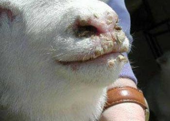 Kuzularda Nekrobasillozis