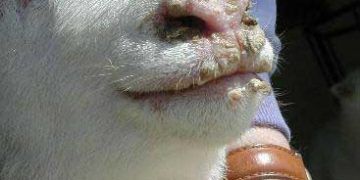 Kuzularda Nekrobasillozis