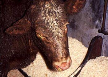 Sığırlarda Listeriosis