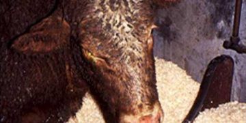 Sığırlarda Listeriosis