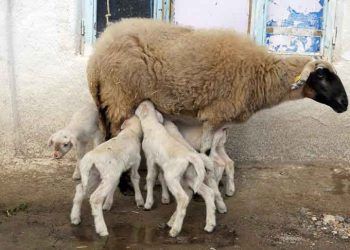 Menekşe sahiplerini şaşırttı